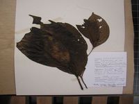 Herbarium sample